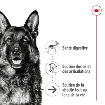 Maxi Ageing 8+