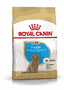 Caniche Puppy