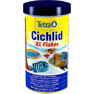 Cichlid