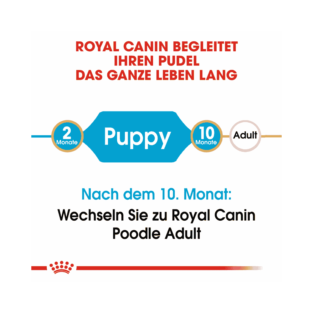 Caniche Puppy