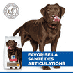 Canine Adult Healthy Mobility Large Breed