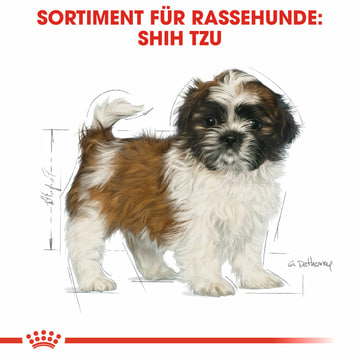Shih Tzu Puppy