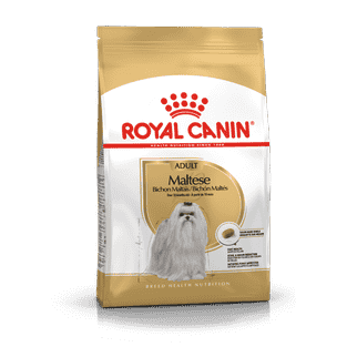 Bichon Maltais