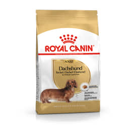 Dachshund