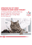 Anallergenic Cat