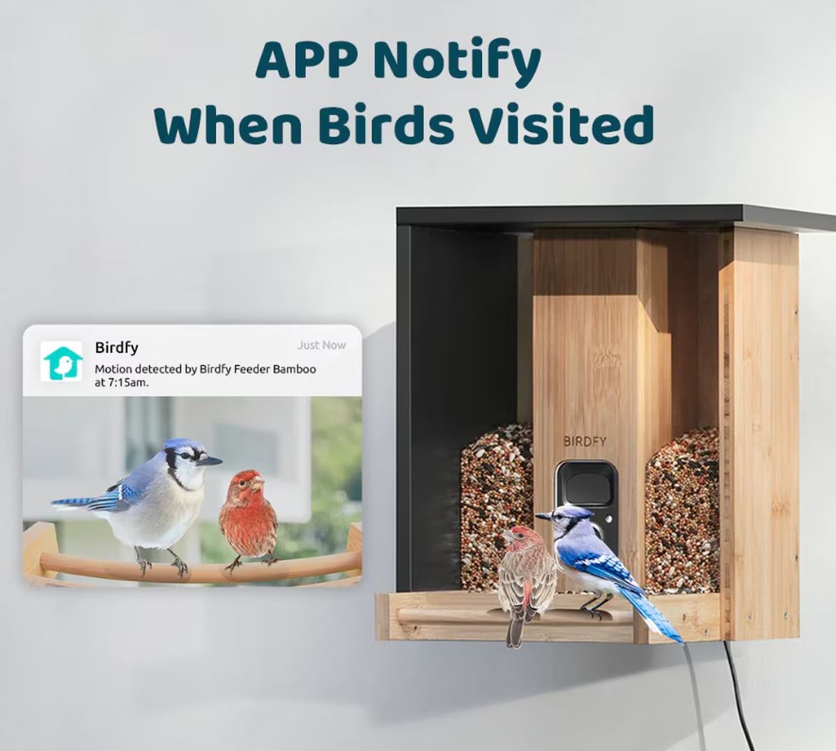 Birdfy Feeder Bamboo - Birdhouse with camera