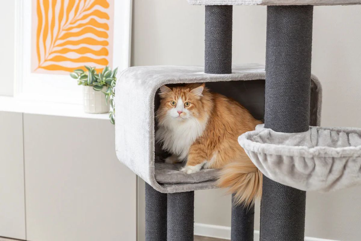 Arbre à chat XXL Rafael