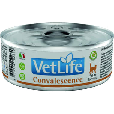 Feline Convalescence - Dose