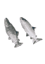 Jittering Fish