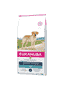 Labrador Retriever Adult