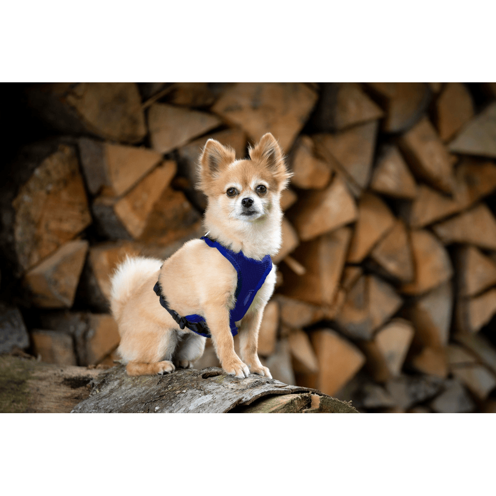 Vary dog harness, royal blue