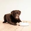 HPM Wet Adult Dog Digestive Support