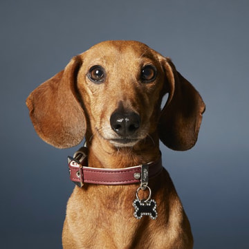 Hermitage Vitello collier pour chiens en bordeaux