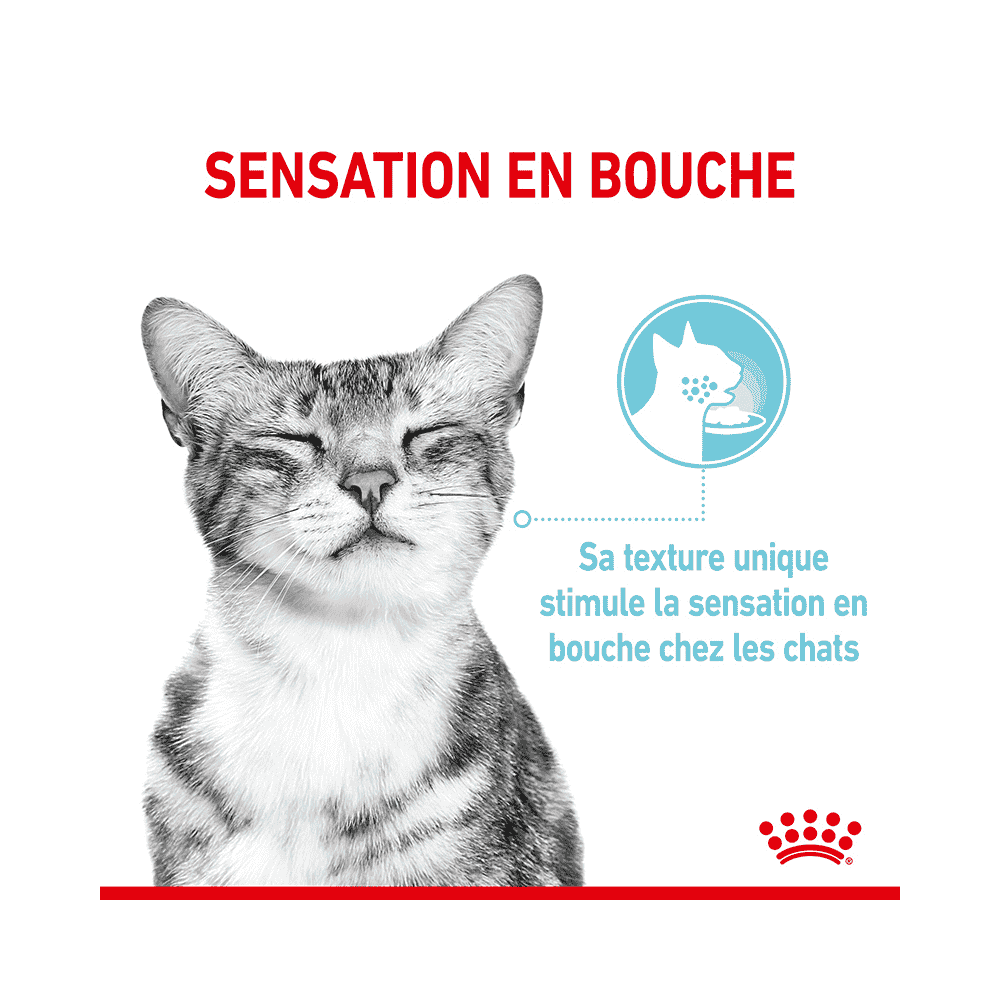 SENSORY SMELL, TASTE, FEEL en Sauce, Sachets