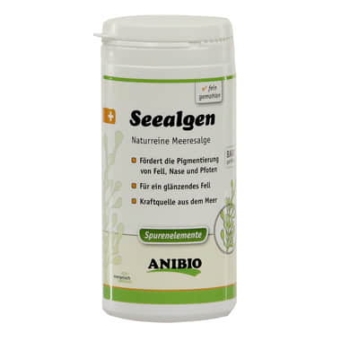 Seealgen