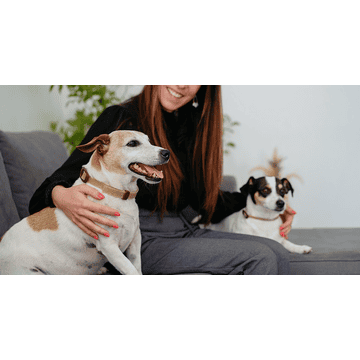 Zenidog Halsband