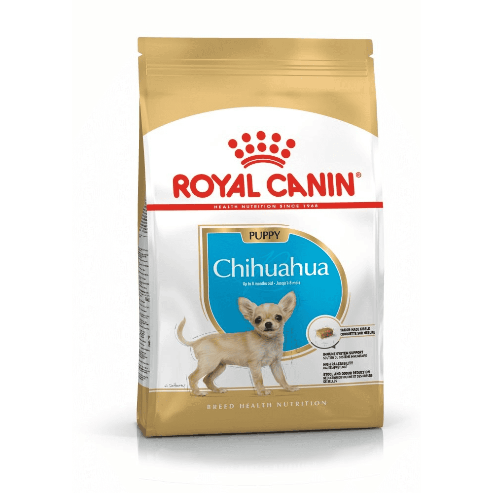 Chihuahua Puppy