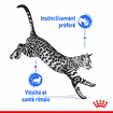 Indoor Cat 7+ en sachet