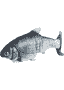 Zappelfisch