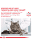 Renal Special Cat