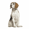 DOG GPS-Tracker für Hunde