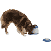 Dog Activity Memory Trainer 3.0