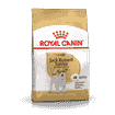 Jack Russel Terrier