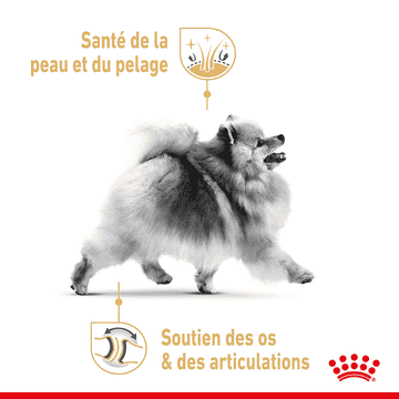 Pomeranian