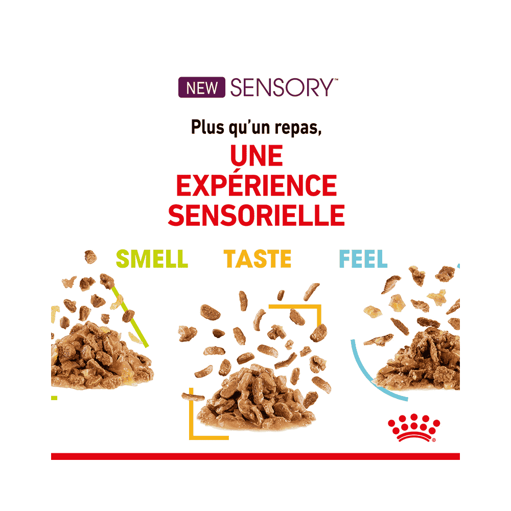 SENSORY SMELL, TASTE, FEEL en Sauce, Sachets