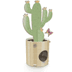 Cactus en carton
