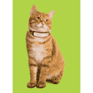 Collier GPS CAT pour chats