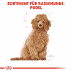 Caniche Puppy
