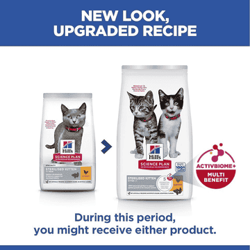 Kitten Sterilized