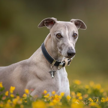 Hermitage Vitello collier pour chiens en bleu