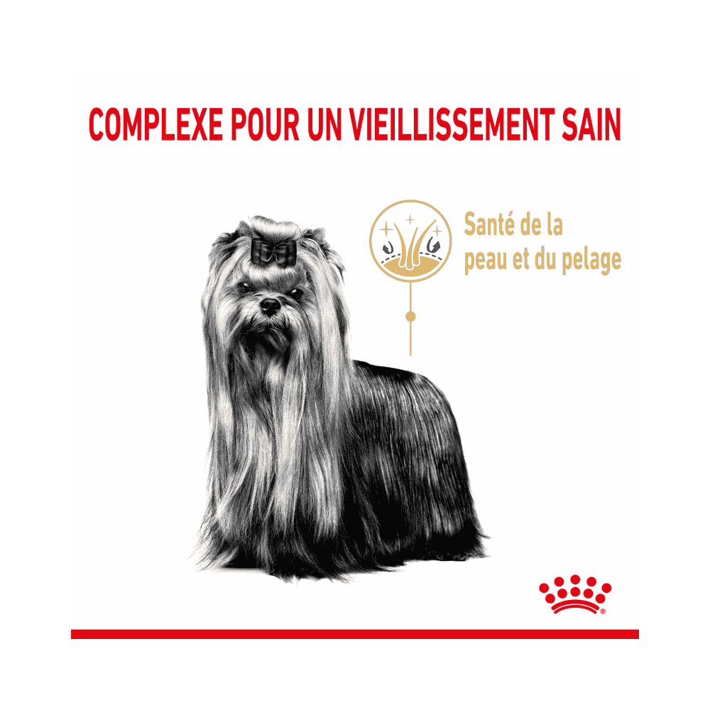 Yorkshire Terrier 8+