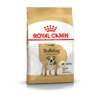 Bulldog Anglais