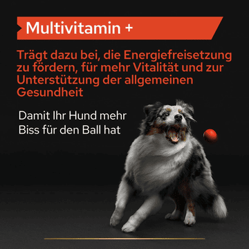 Dog Multivitamins +