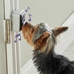 Talking Pet Türklingel für Hunde
