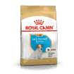 Jack Russel Terrier Puppy