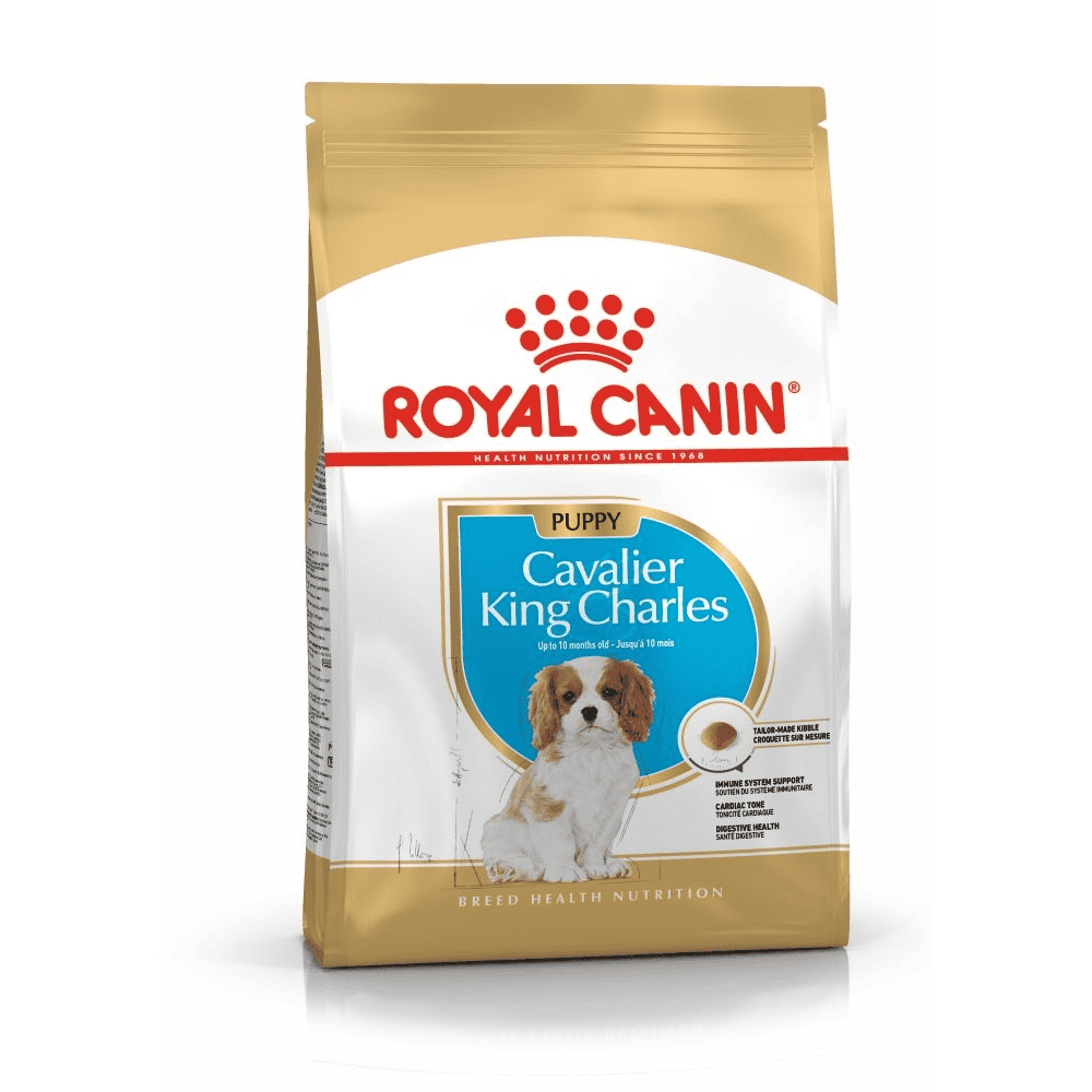 Cavalier King Charles Puppy