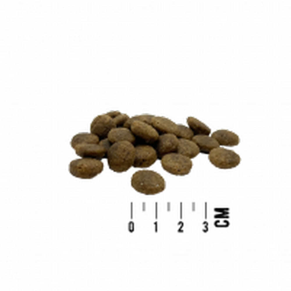 DOG Mono Rind