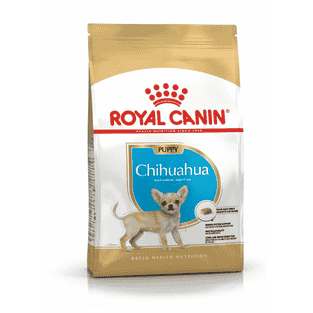 Chihuahua Puppy