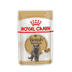 British Shorthair in Sauce