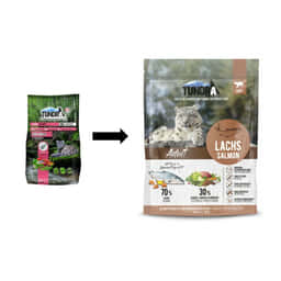 Cat Adult Lachs