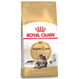 Maine Coon