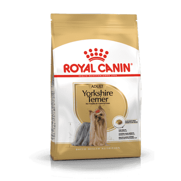 Yorkshire Terrier