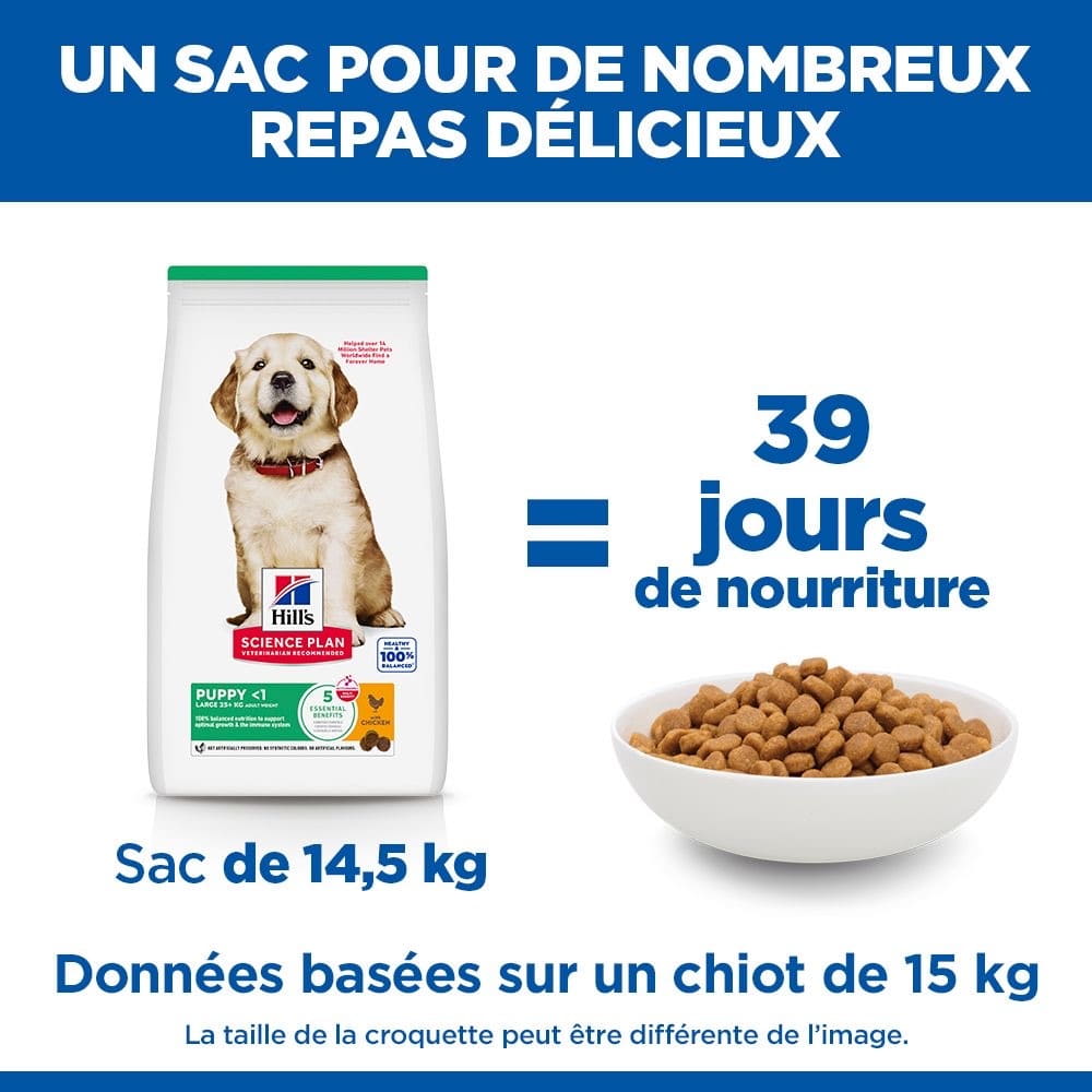 Puppy Large Breed