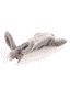 Lapin avec froufrou & catnip