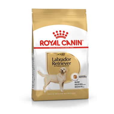 Labrador Retriever
