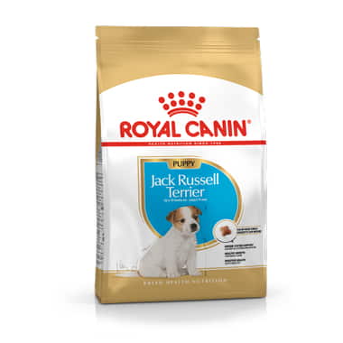Jack Russel Terrier Puppy